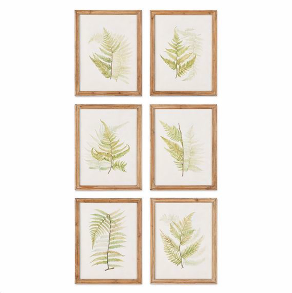 Picture of FRAMED FERN STUDY SET