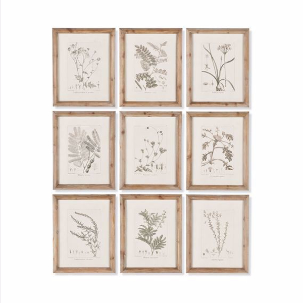 Picture of BOTANICAL ILLUSTRATIONS SET