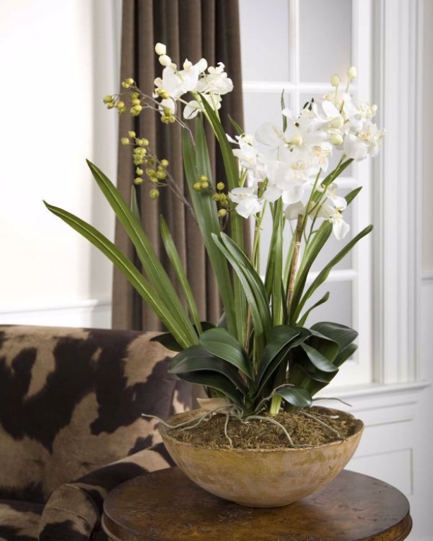 Picture of PLANTED MOTH ORCHID