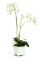 Picture of TALL BARCLAY BUTERA PHALAENOPSIS