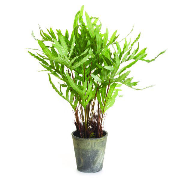 Picture of HARE'S FOOT POTTED FERN