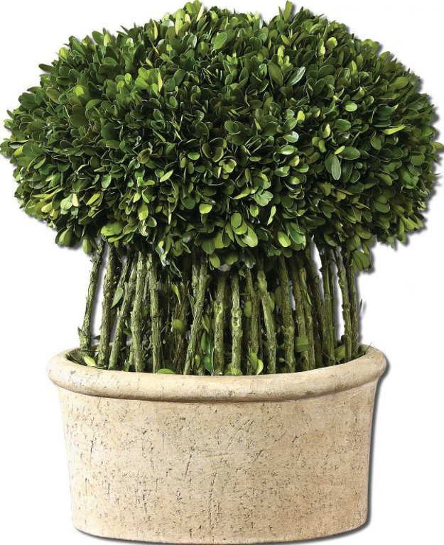 Picture of BOXWOOD WILLOW TOPIARY