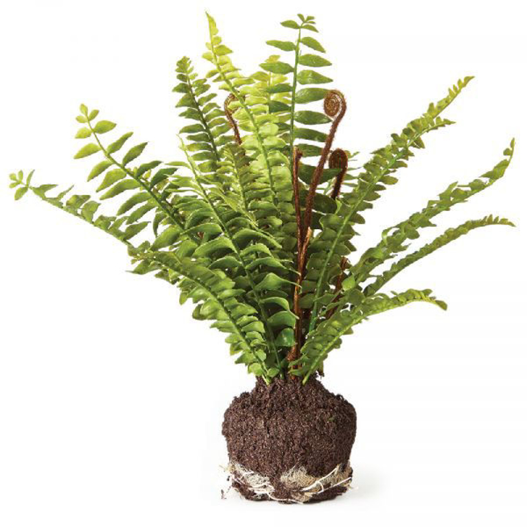 Picture of BOSTON FERN DROP-IN