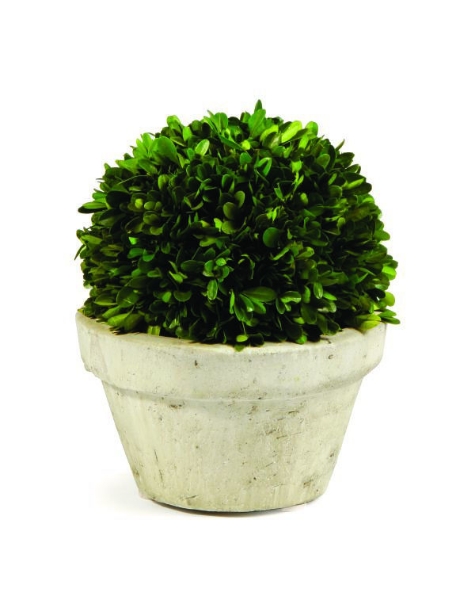 Picture of LARGE POTTED BOXWOOD BALL