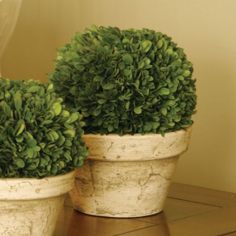 Picture of LARGE POTTED BOXWOOD BALL