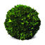 Picture of PRESERVED BOXWOOD 10" BALL
