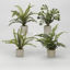 Picture of MINI FERN SET