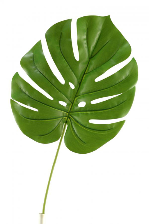 Picture of JUMBO SPLIT LEAF PHILO