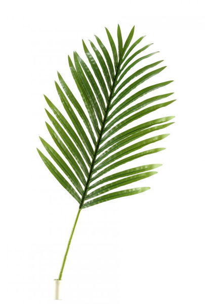 Picture of LARGE HAWAIIAN PALM LEAF