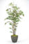 Picture of PLANTED BAMBOO TREE 
