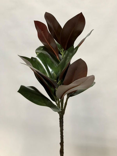 Picture of MAGNOLIA LEAVES STEM
