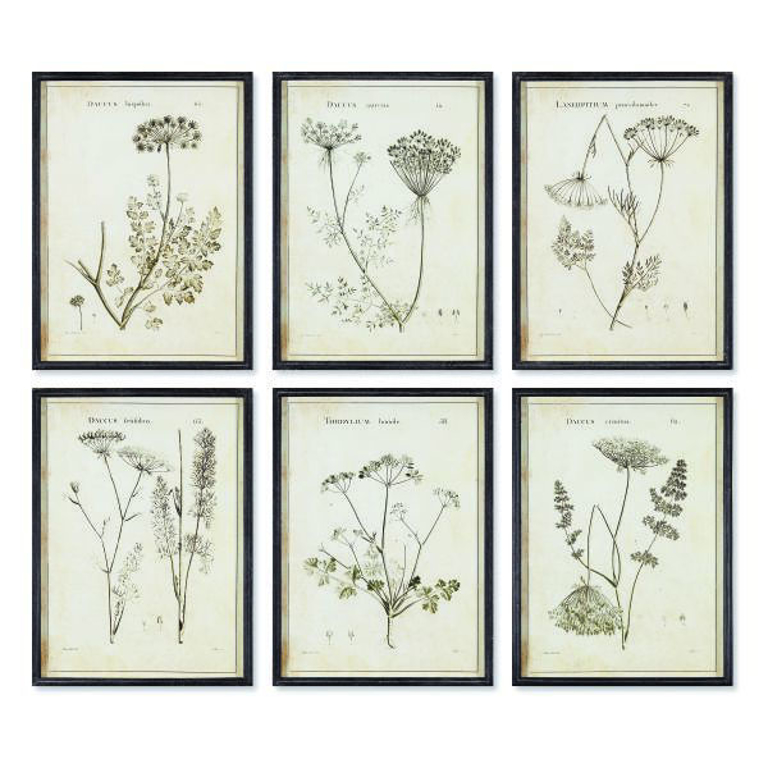 Picture of WILDFLOWER STUDY SET