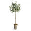 Picture of POTTED OLIVE TREE