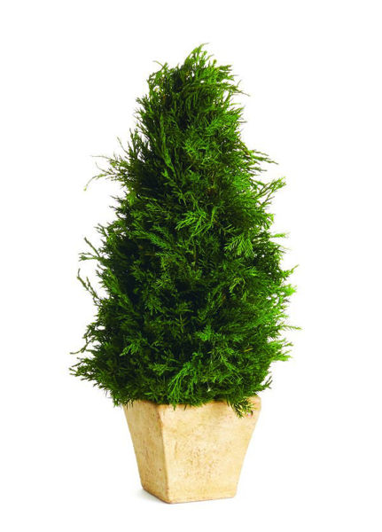 Picture of CYPRESS CONE 15" TOPIARY