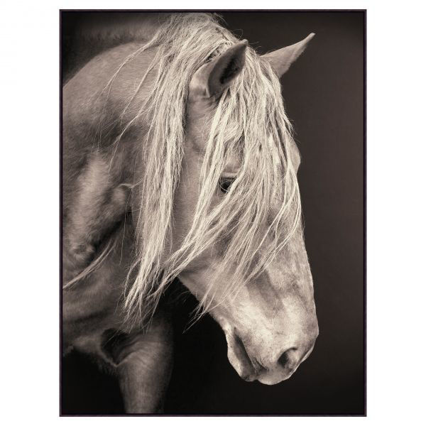 Picture of STEEL STALLION