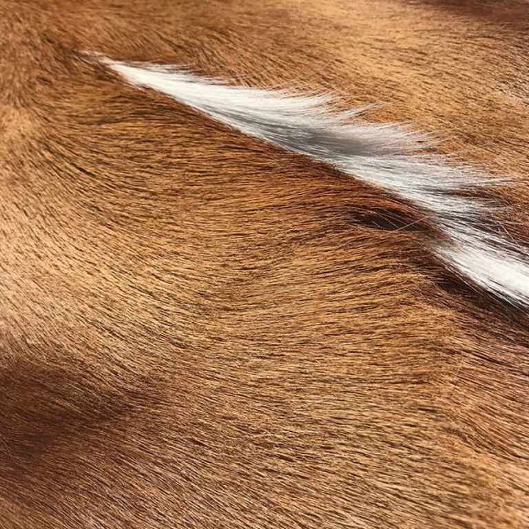 Picture of SOUTH AFRICAN HIDE