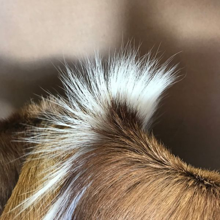 Picture of SOUTH AFRICAN HIDE