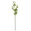 Picture of WHITE RANUNCULUS STEM