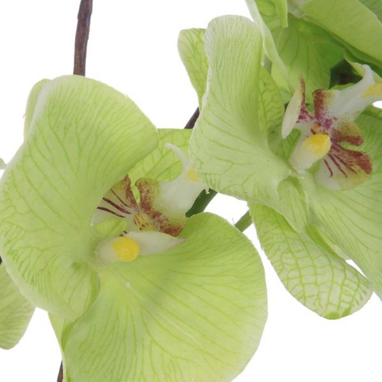 Picture of VALDIVE ORCHID