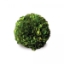 Picture of SMALL BOXWOOD BALL