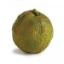 Picture of HEDGE APPLE