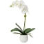Picture of POTTED CAMI ORCHID