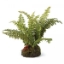 Picture of BOSTON FERN 7" DROP-IN