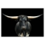 Picture of BLACK AND WHITE LONGHORN