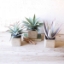 Picture of POTTED SUCCULENTS SET