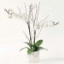 Picture of FACETED VASE WHITE ORCHIDS 