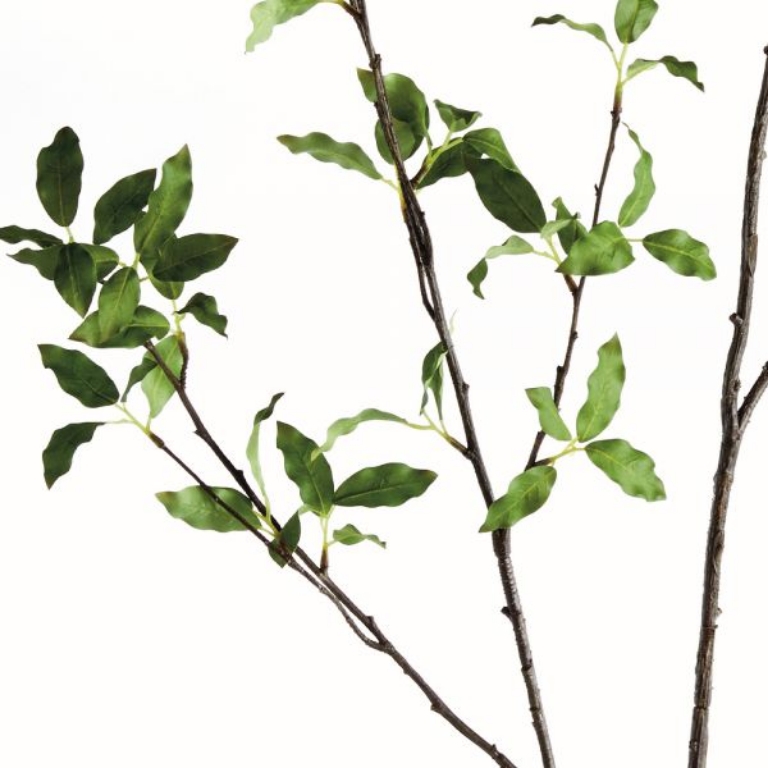 Picture of PITTOSPORUM BRANCH