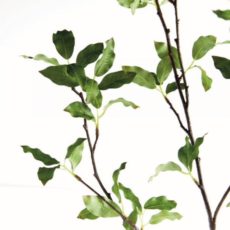 Picture of PITTOSPORUM BRANCH