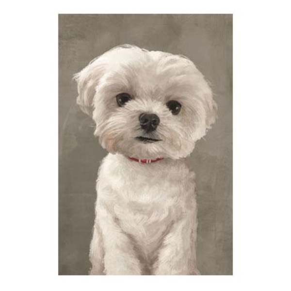 Picture of HIPSTER PUP XIII