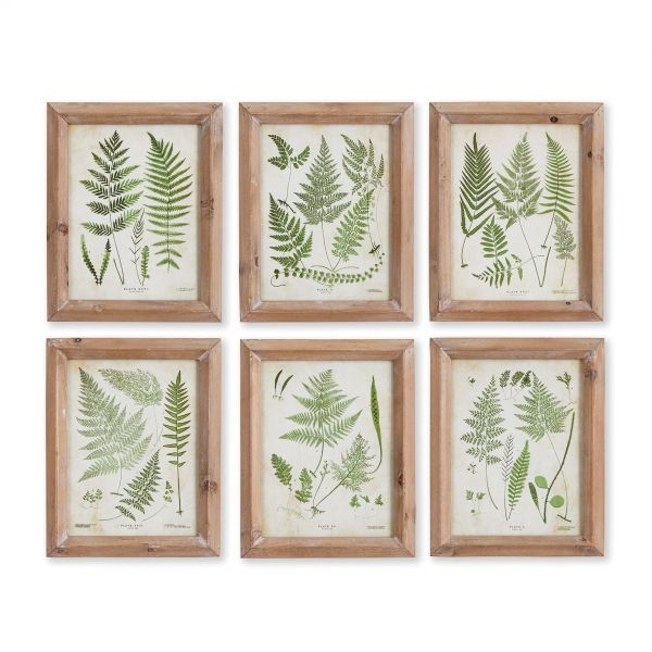 Picture of ASSORTED FROND STUDY