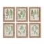 Picture of ASSORTED FROND STUDY