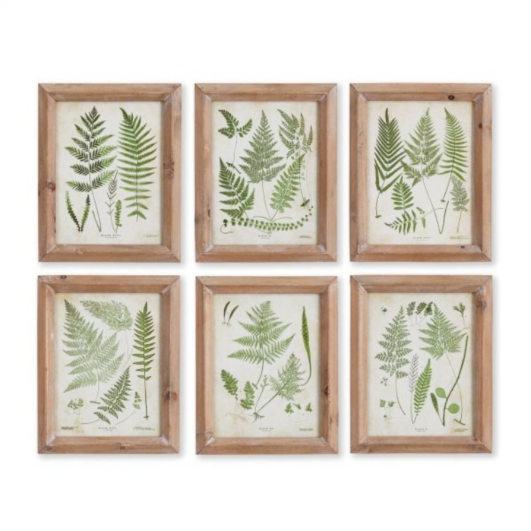 Picture of ASSORTED FROND STUDY