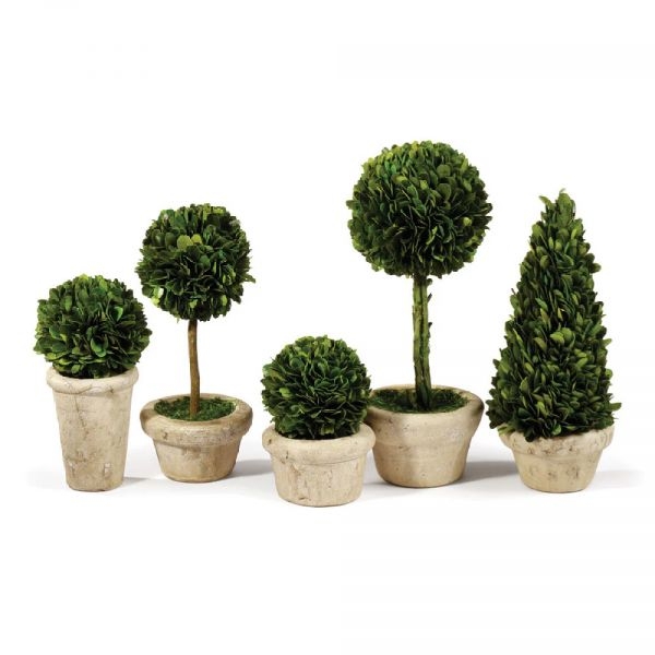 Picture of BOXWOOD POTTED TOPIARIES