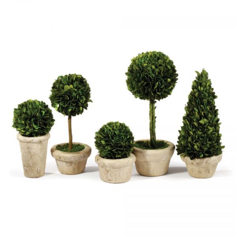 Picture of BOXWOOD POTTED TOPIARIES