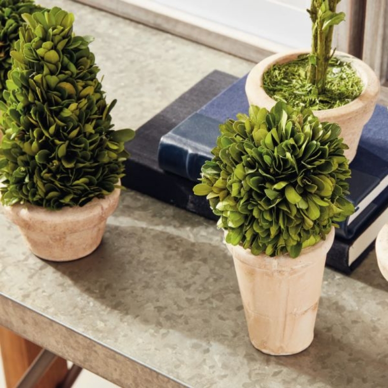 Picture of BOXWOOD POTTED TOPIARIES