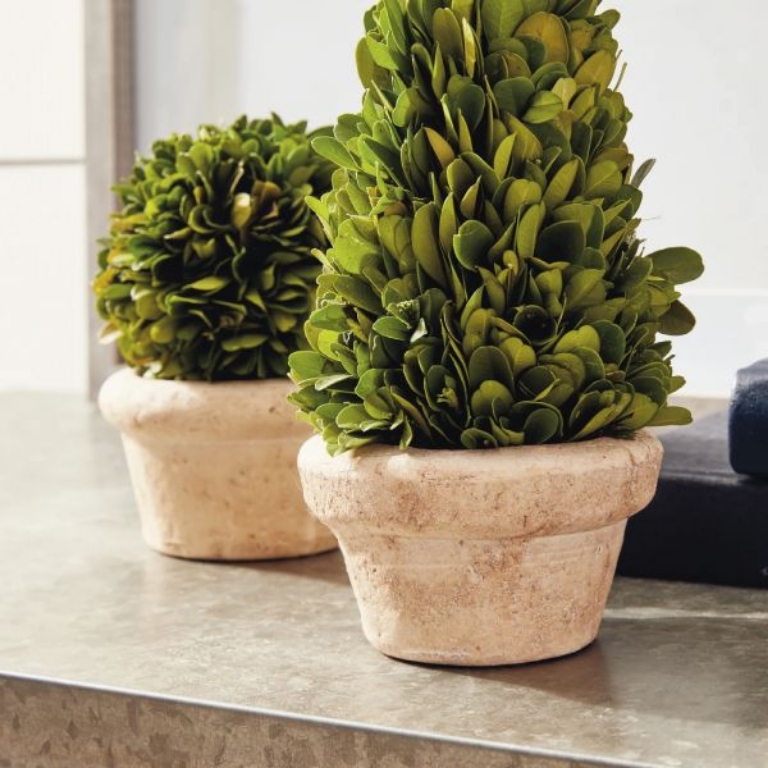 Picture of BOXWOOD POTTED TOPIARIES
