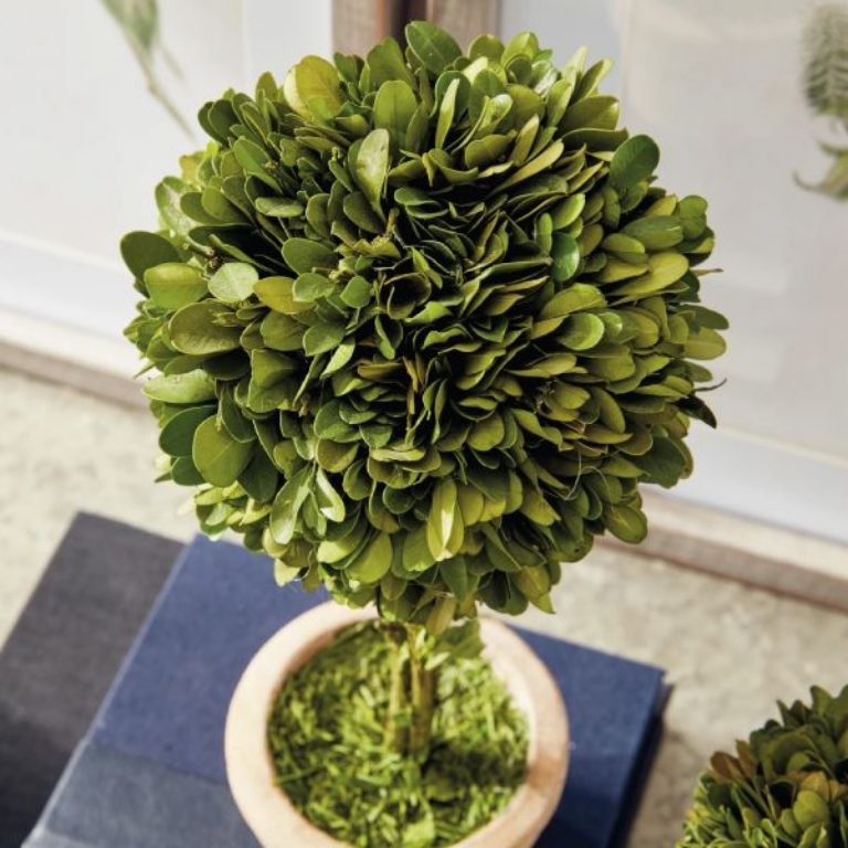 Picture of BOXWOOD POTTED TOPIARIES