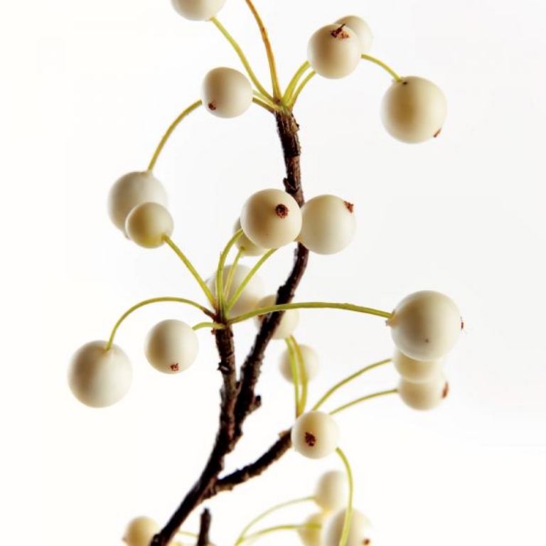 Picture of WHITE BERRY BRANCH