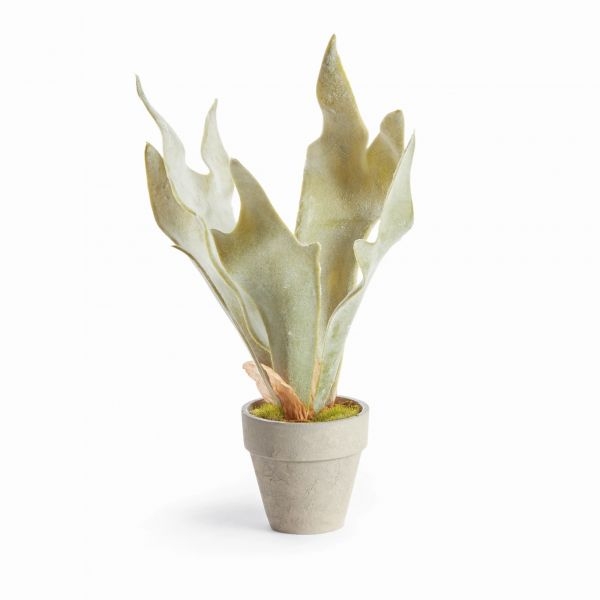 Picture of MINI STAGHORN POTTED FERN