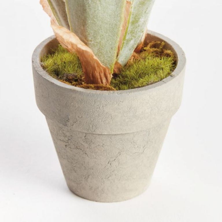 Picture of MINI STAGHORN POTTED FERN