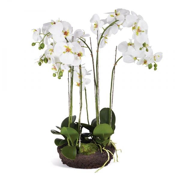 Picture of PHALAENOPSIS BOWL DROP-IN