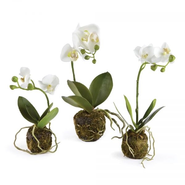 Picture of PHALAENOPSIS DROP-IN