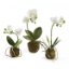 Picture of PHALAENOPSIS DROP-IN