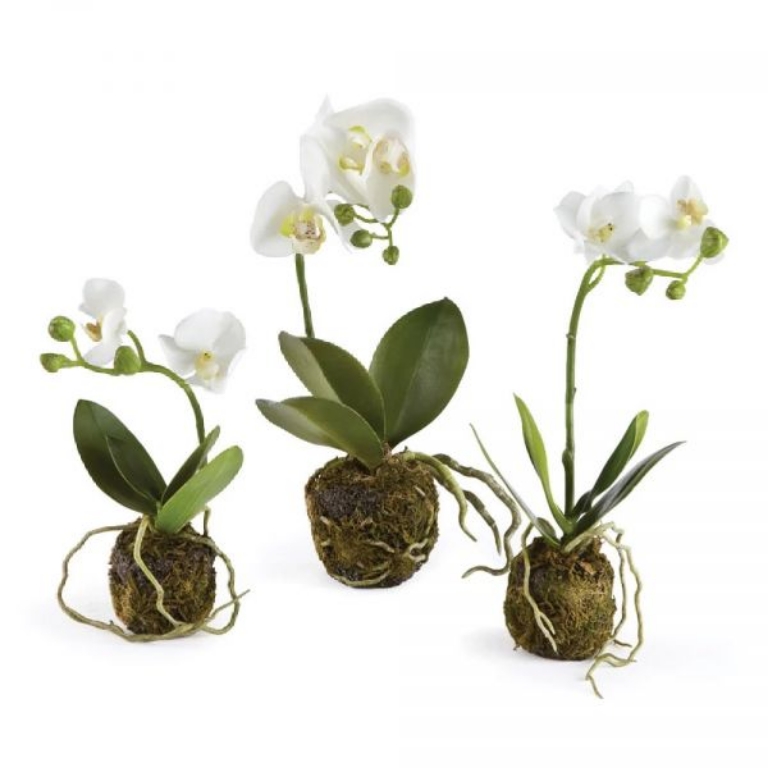 Picture of PHALAENOPSIS DROP-IN