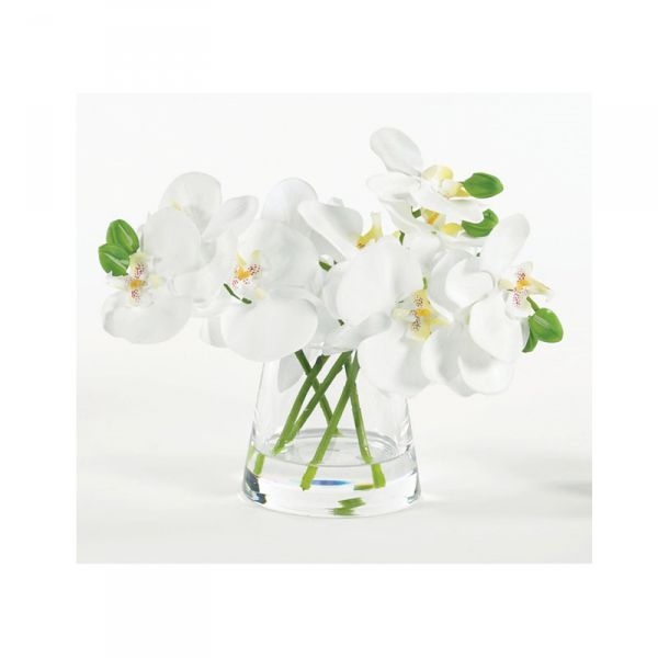 Picture of MINI ORCHID IN WATER