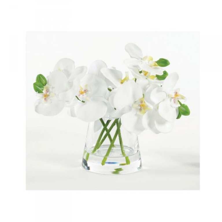 Picture of MINI ORCHID IN WATER